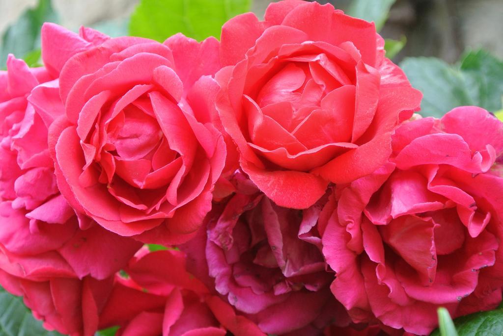 Domaine La Rose Bed and Breakfast Caylus Kamer foto