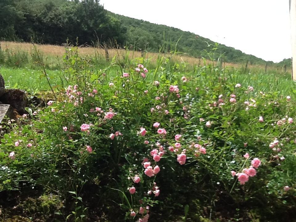 Domaine La Rose Bed and Breakfast Caylus Buitenkant foto